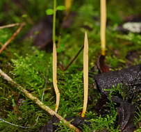 Image of Ramariopsis simplex R. H. Petersen 1988