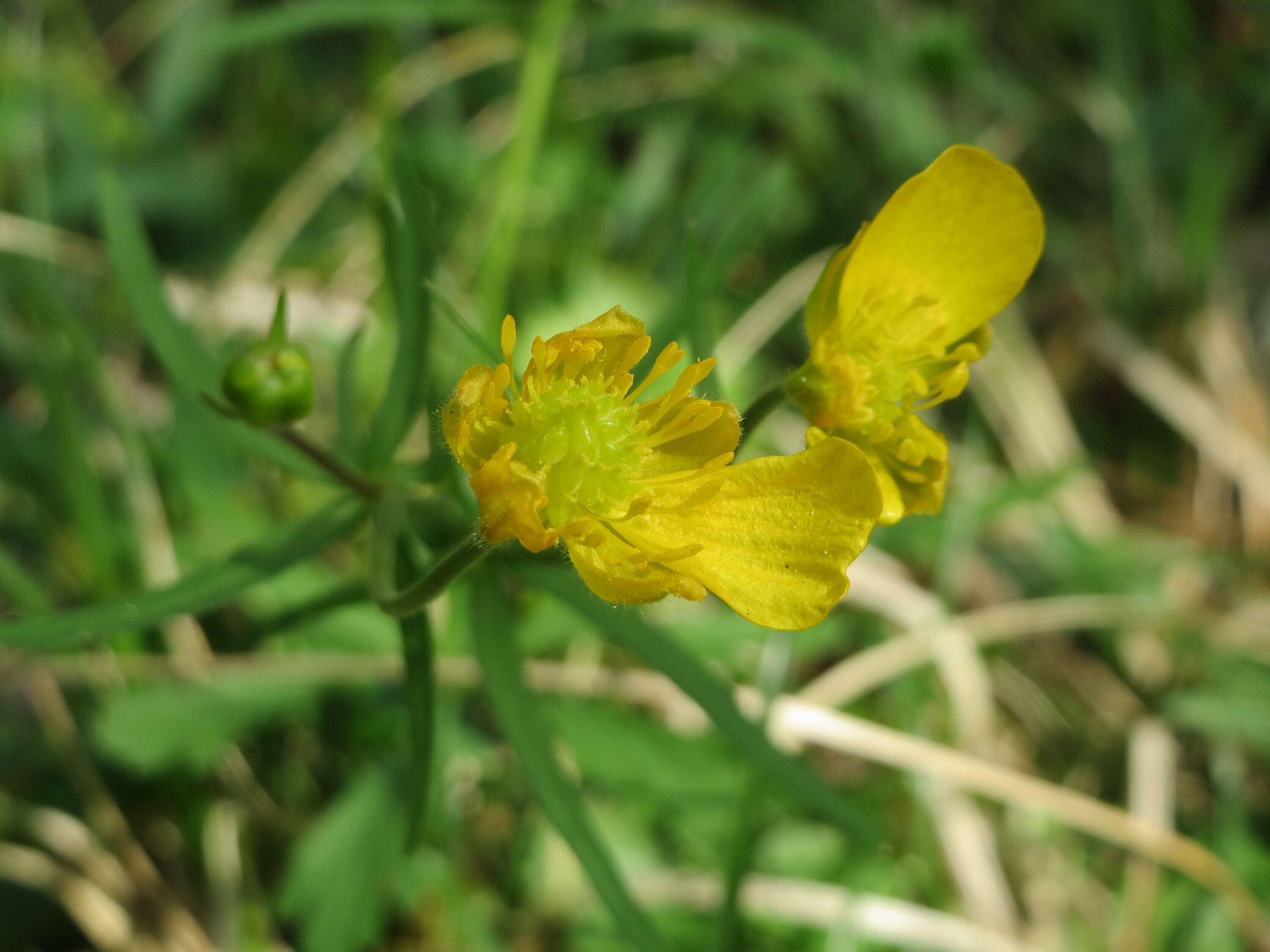 Image of Goldilocks Buttercup