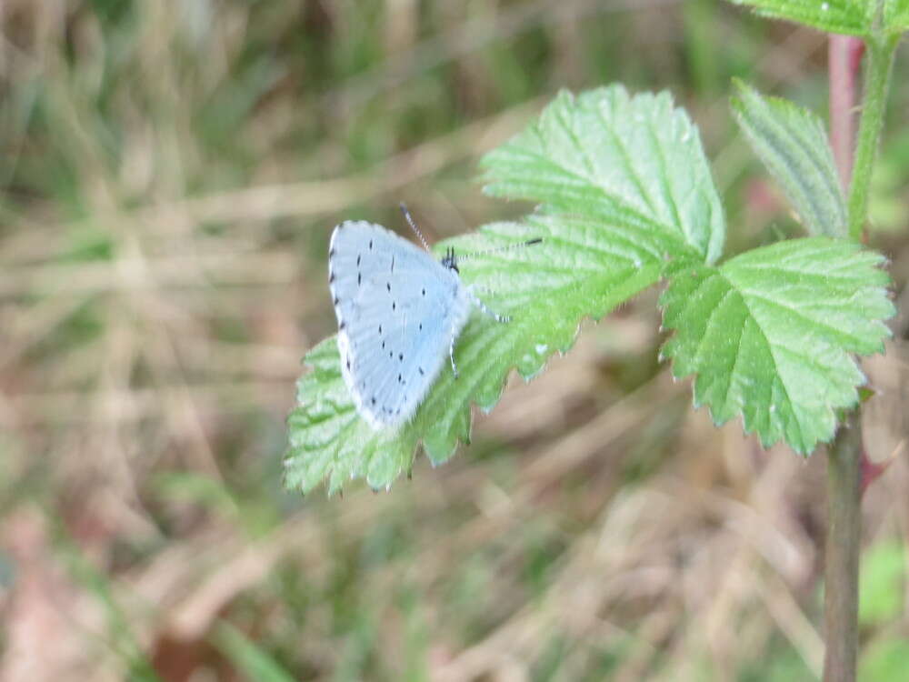 Image of holly blue