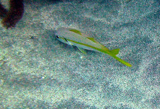 Image of Goatfish