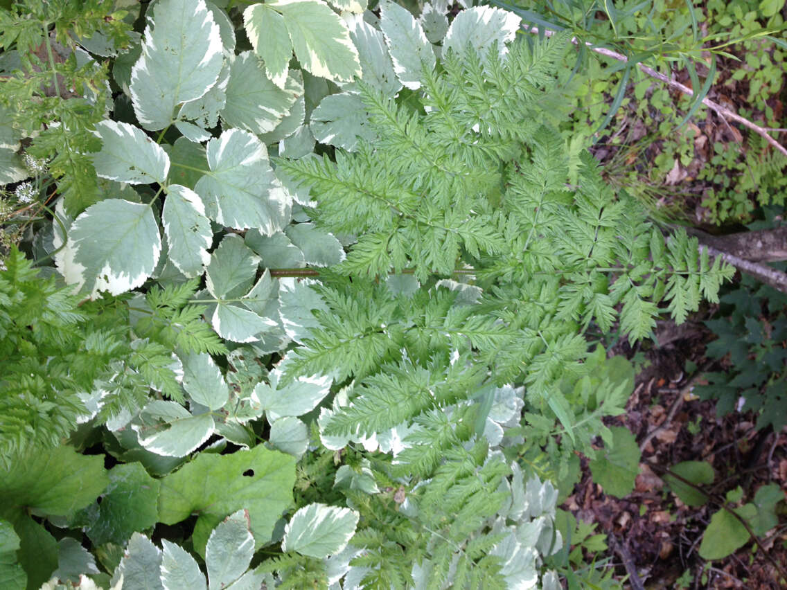 Imagem de Anthriscus sylvestris (L.) Hoffm.