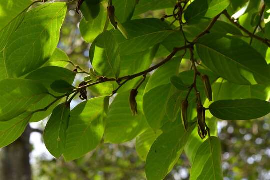 Plancia ëd Annona cherimola Mill.