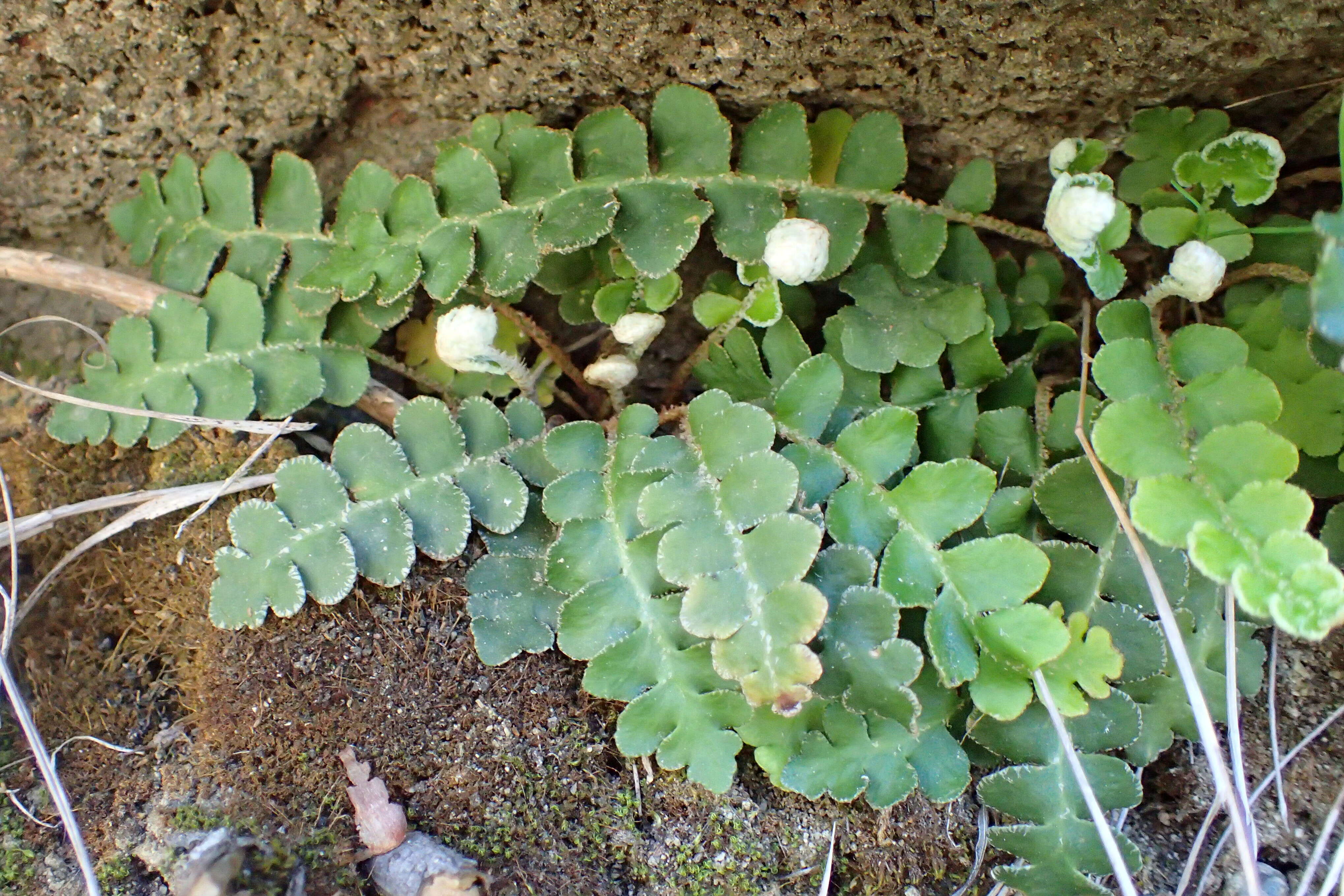 Plancia ëd Asplenium ceterach L.