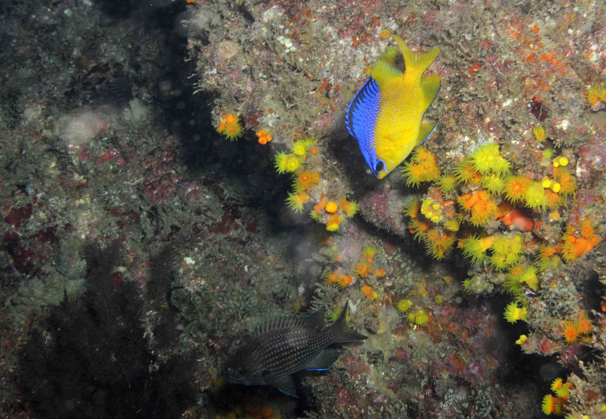 Image of Cape damsel