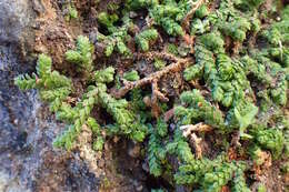 Imagem de Selaginella denticulata (L.) Spring