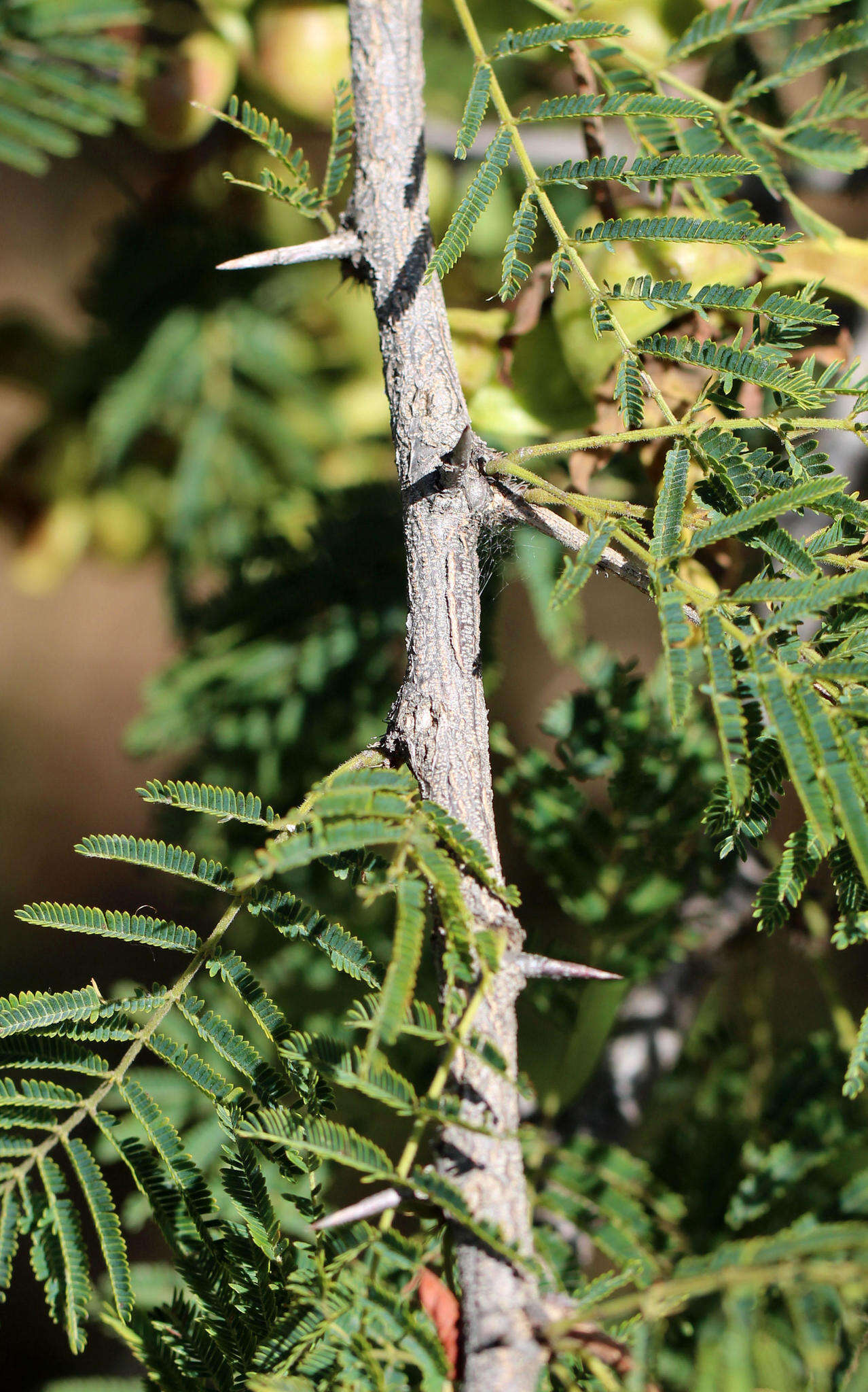 Imagem de Dichrostachys cinerea (L.) Wight & Arn.