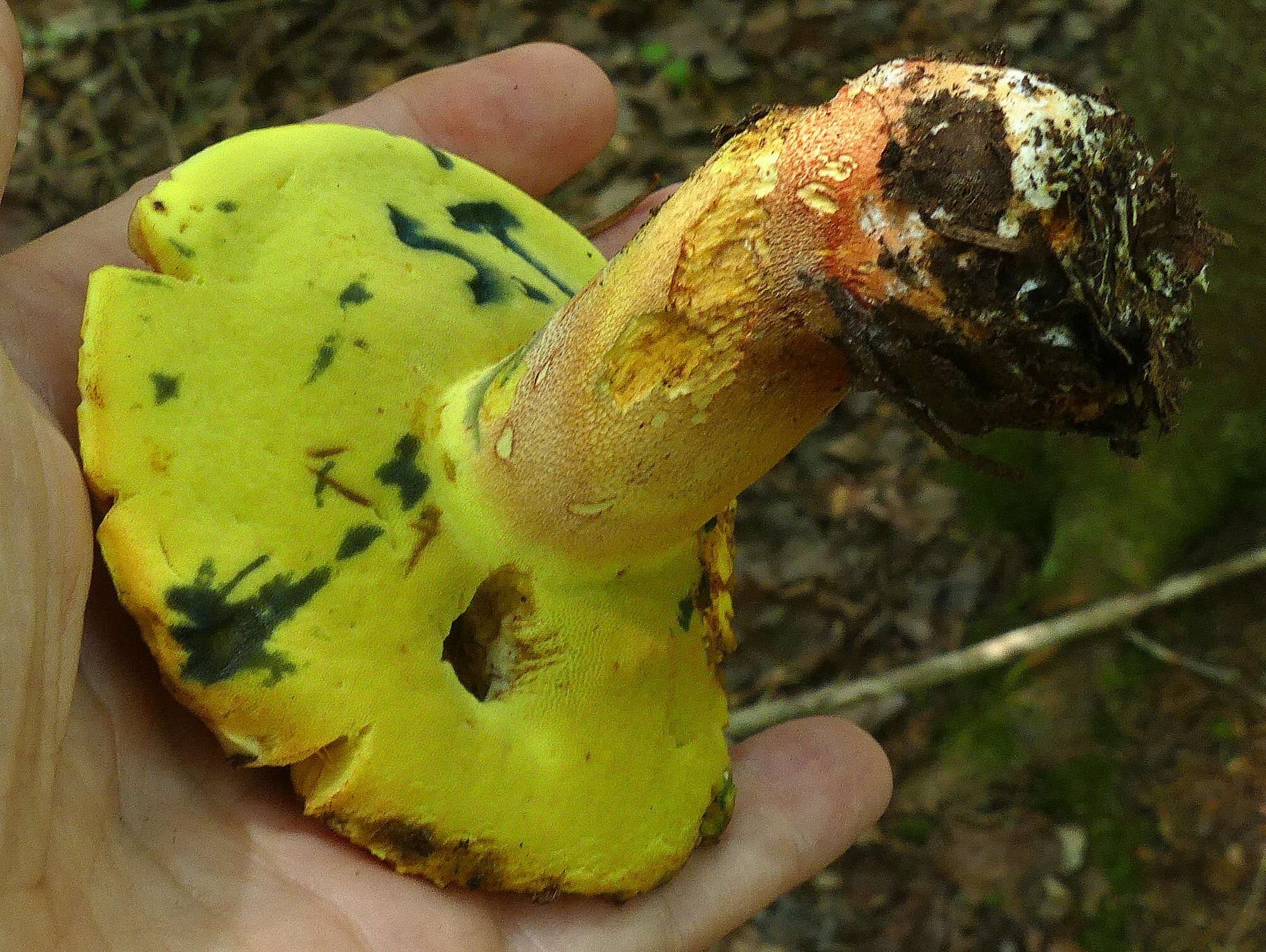 Image de Butyriboletus brunneus (Peck) D. Arora & J. L. Frank 2014