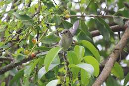 Image of Scarlet-headed Flowerpecker