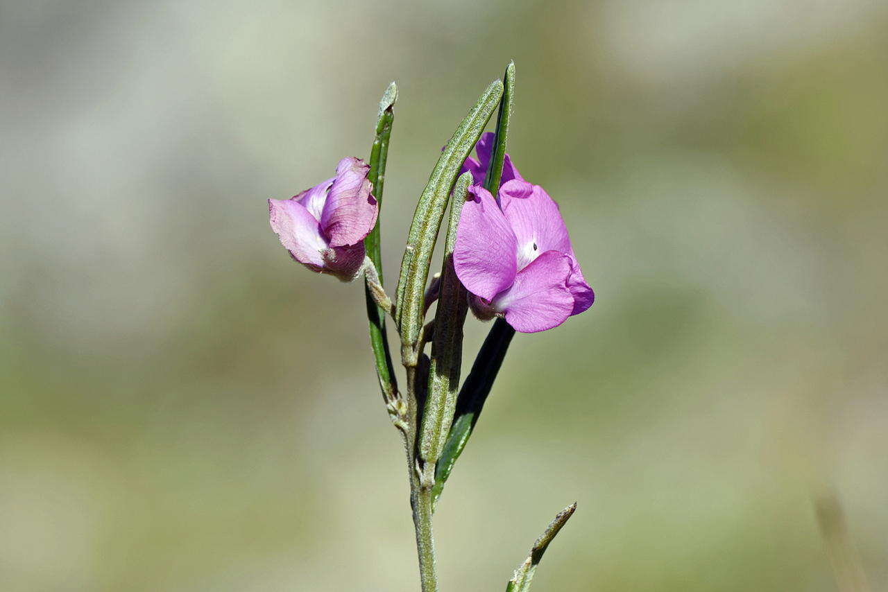 Imagem de <i>Podalyria oleifolia</i>