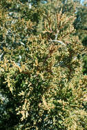 Слика од Juniperus foetidissima Willd.