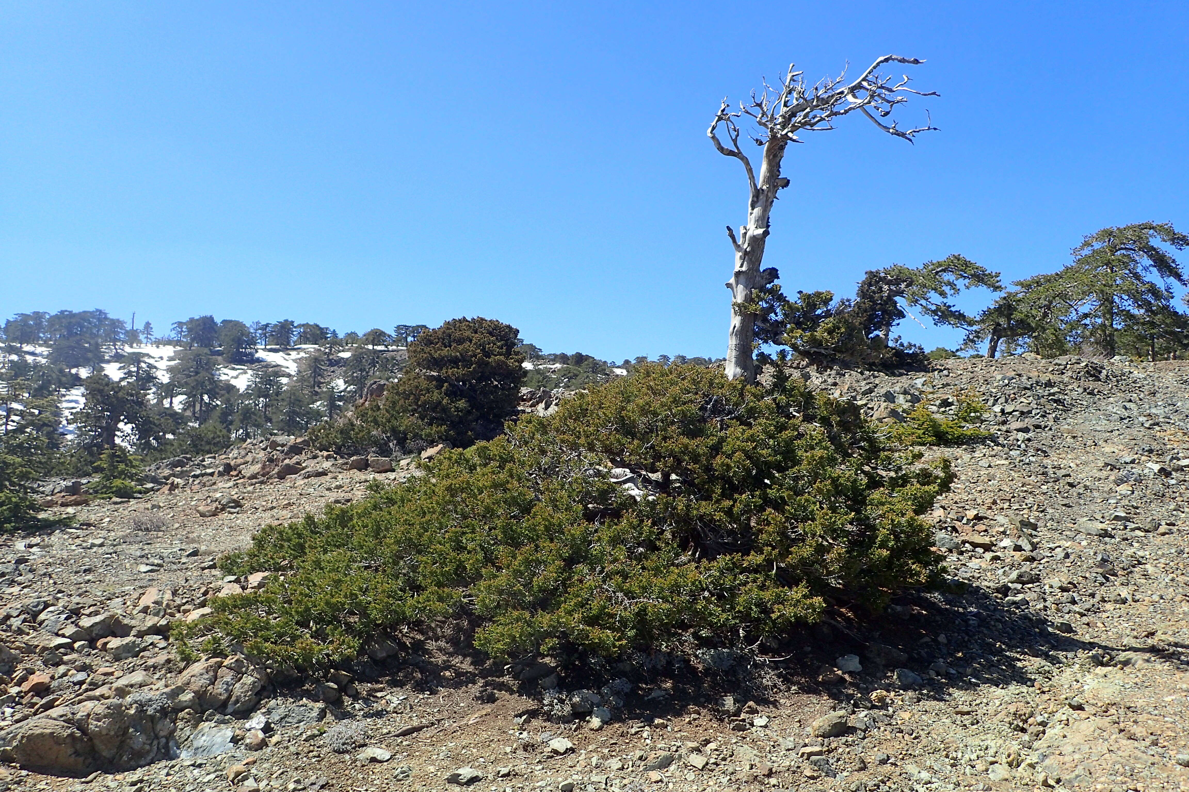 Слика од Juniperus foetidissima Willd.