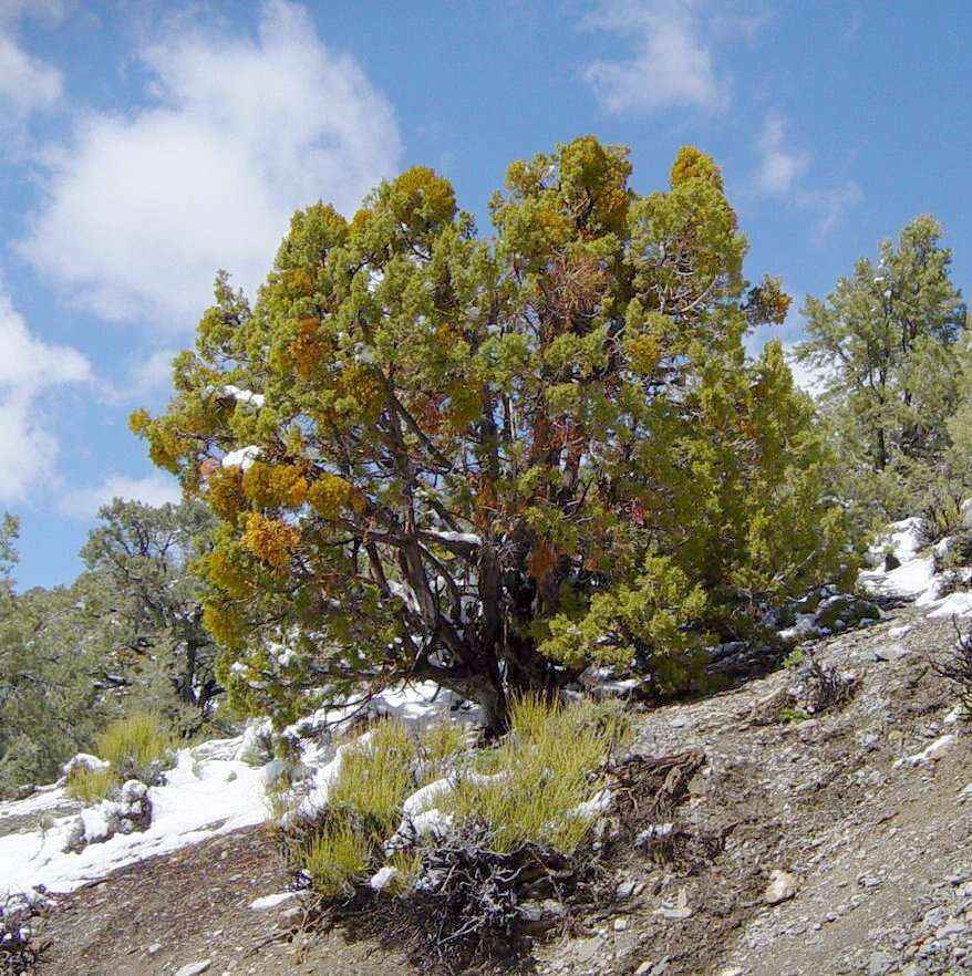 Image of Bigberry Juniper