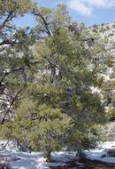 Image of singleleaf pinyon