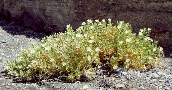 Image of desert stingbush