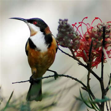 Image of Spinebill