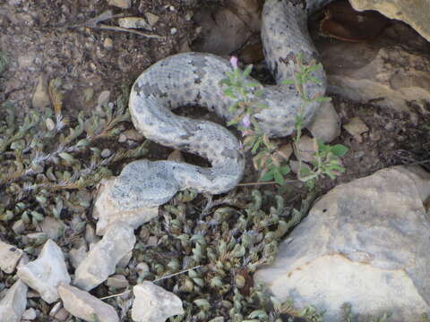 Crotalus lepidus (Kennicott 1861) resmi