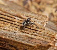 Image of Habronattus kubai (Griswold 1979)