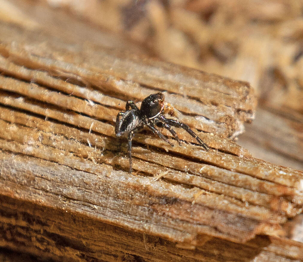 Image of Habronattus kubai (Griswold 1979)