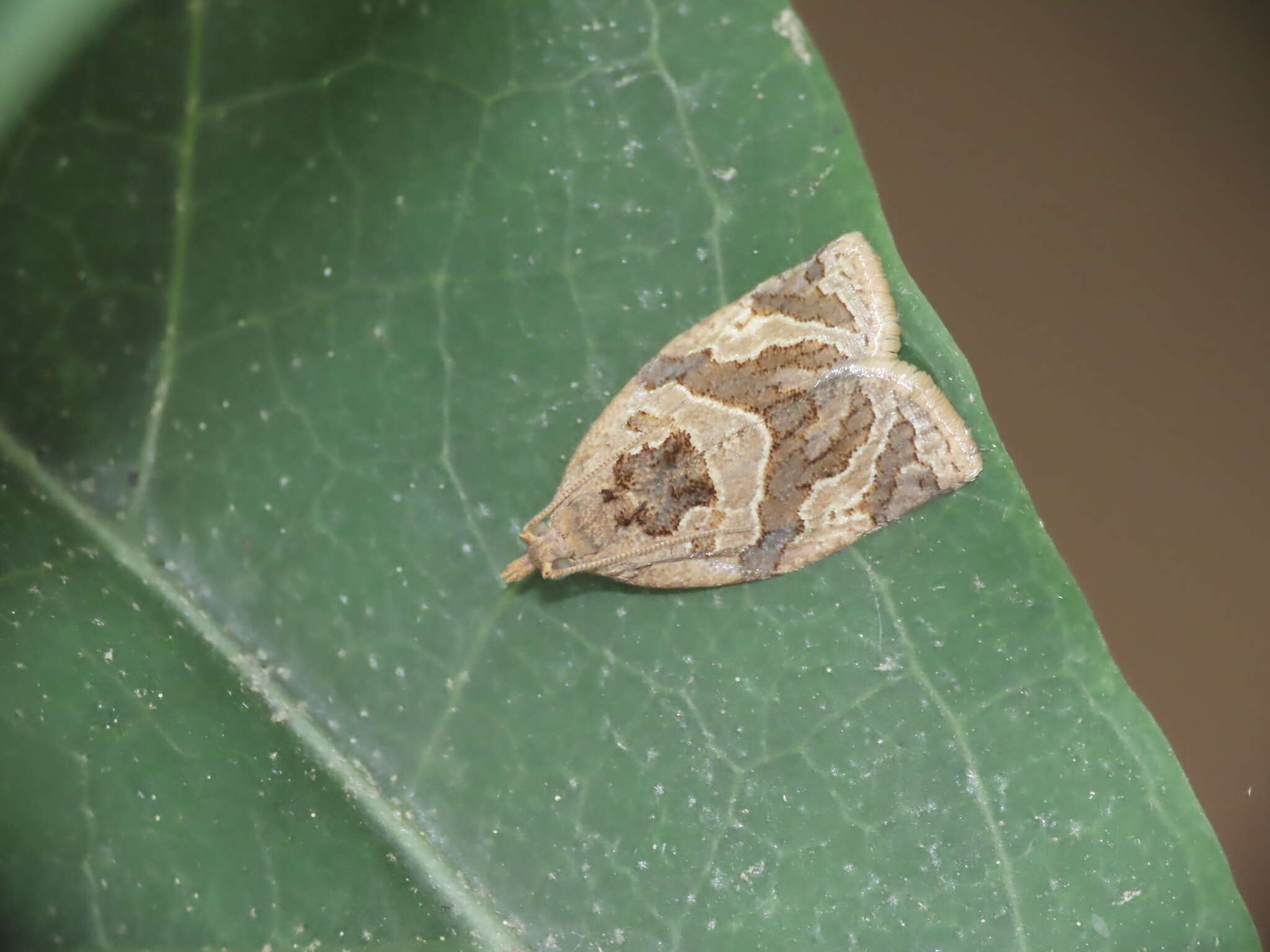 Image of Appleleaf-curling moth