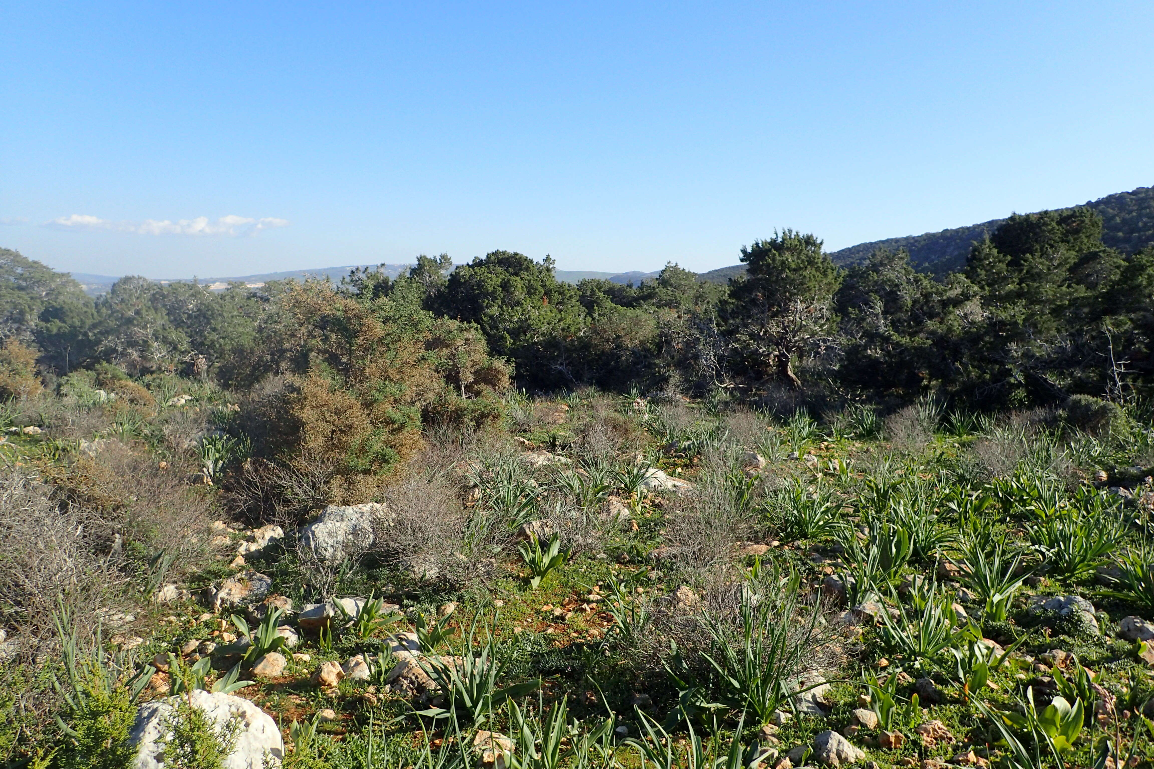 Image of Juniperus phoenicea subsp. turbinata (Guss.) Nyman