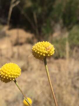 Image of Helenium aromaticum (Hook.) L. H. Bailey