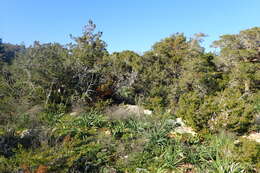 Image of Juniperus phoenicea subsp. turbinata (Guss.) Nyman