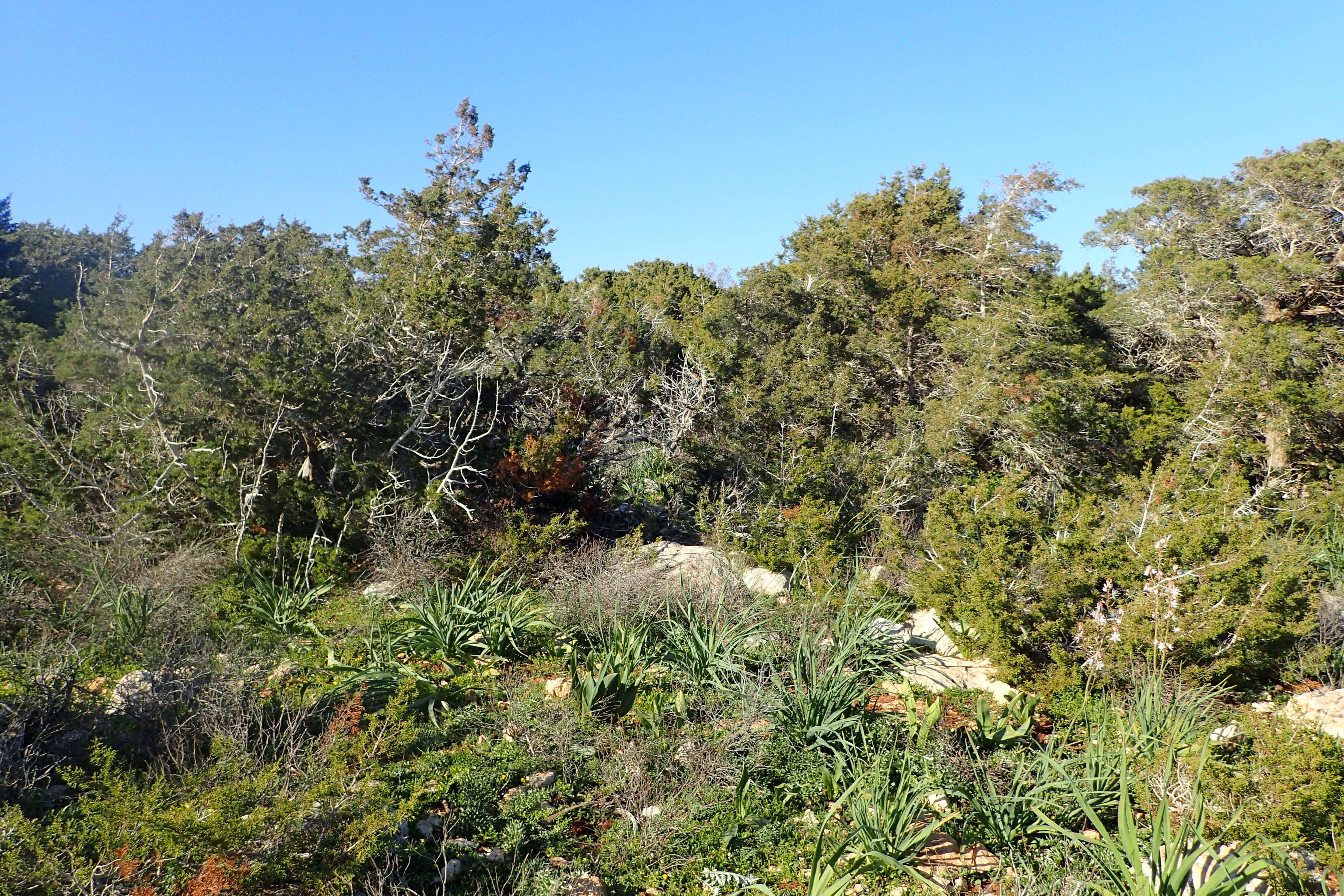 Image of Juniperus phoenicea subsp. turbinata (Guss.) Nyman