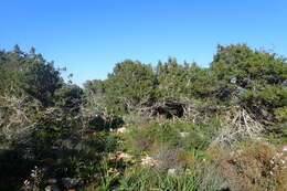 Image of Juniperus phoenicea subsp. turbinata (Guss.) Nyman