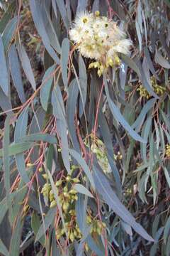 Image de Eucalyptus sideroxylon subsp. sideroxylon