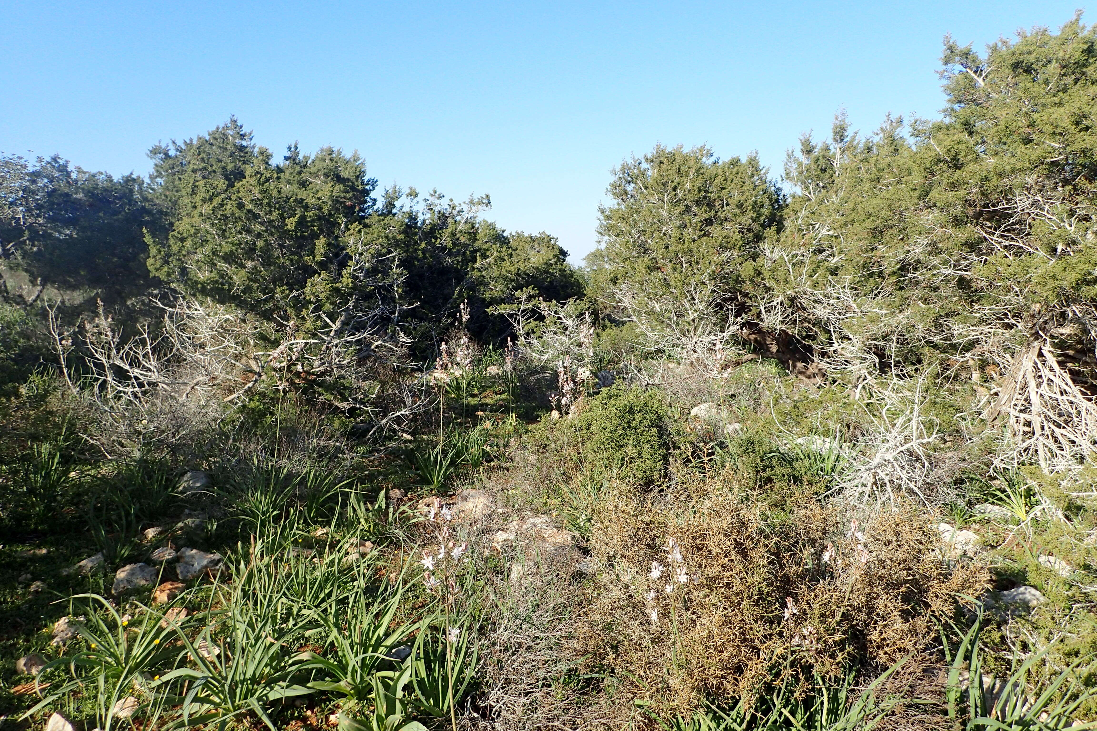 Image of Juniperus phoenicea subsp. turbinata (Guss.) Nyman