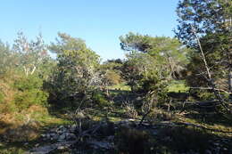 Image of Juniperus phoenicea subsp. turbinata (Guss.) Nyman