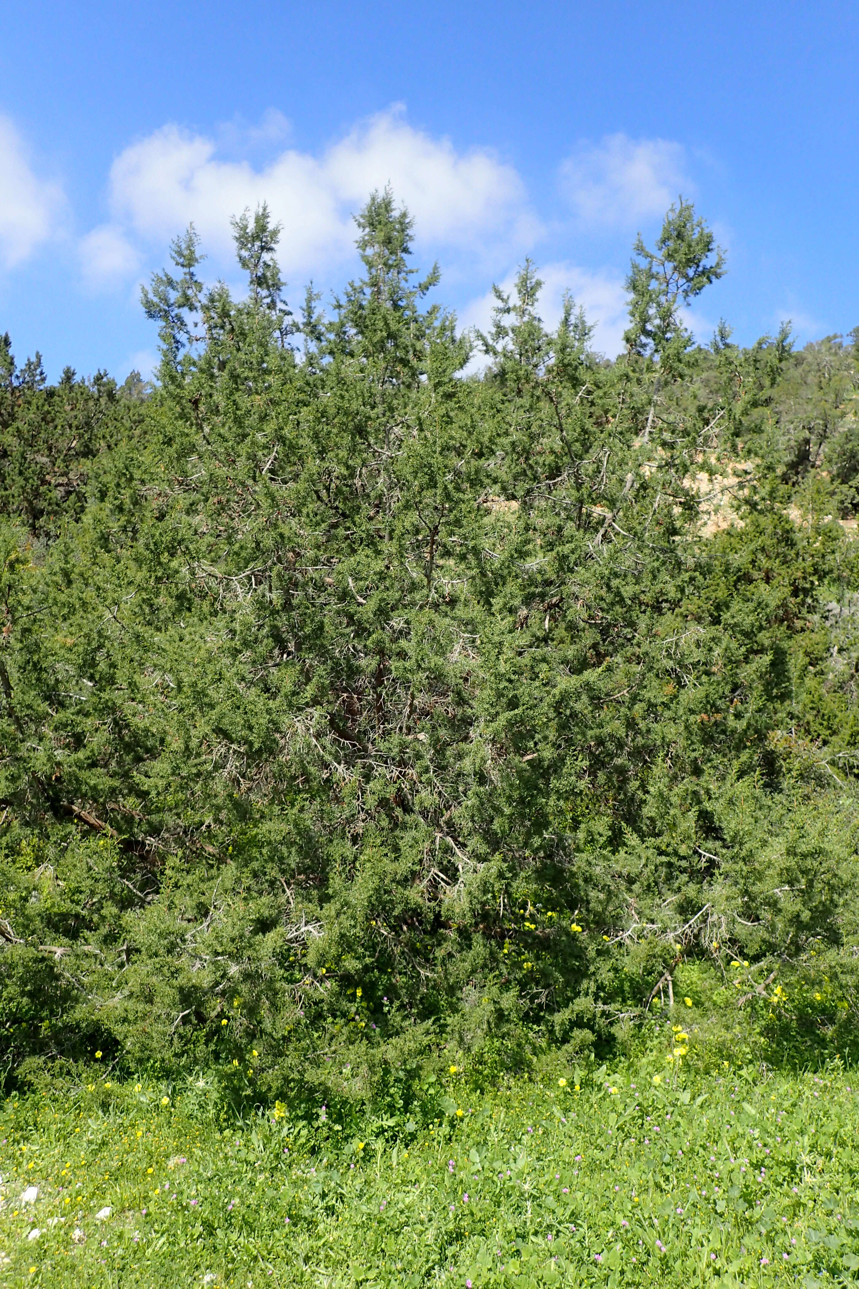 Image of Juniperus phoenicea subsp. turbinata (Guss.) Nyman