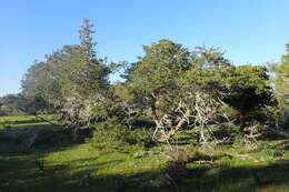 Image of Juniperus phoenicea subsp. turbinata (Guss.) Nyman