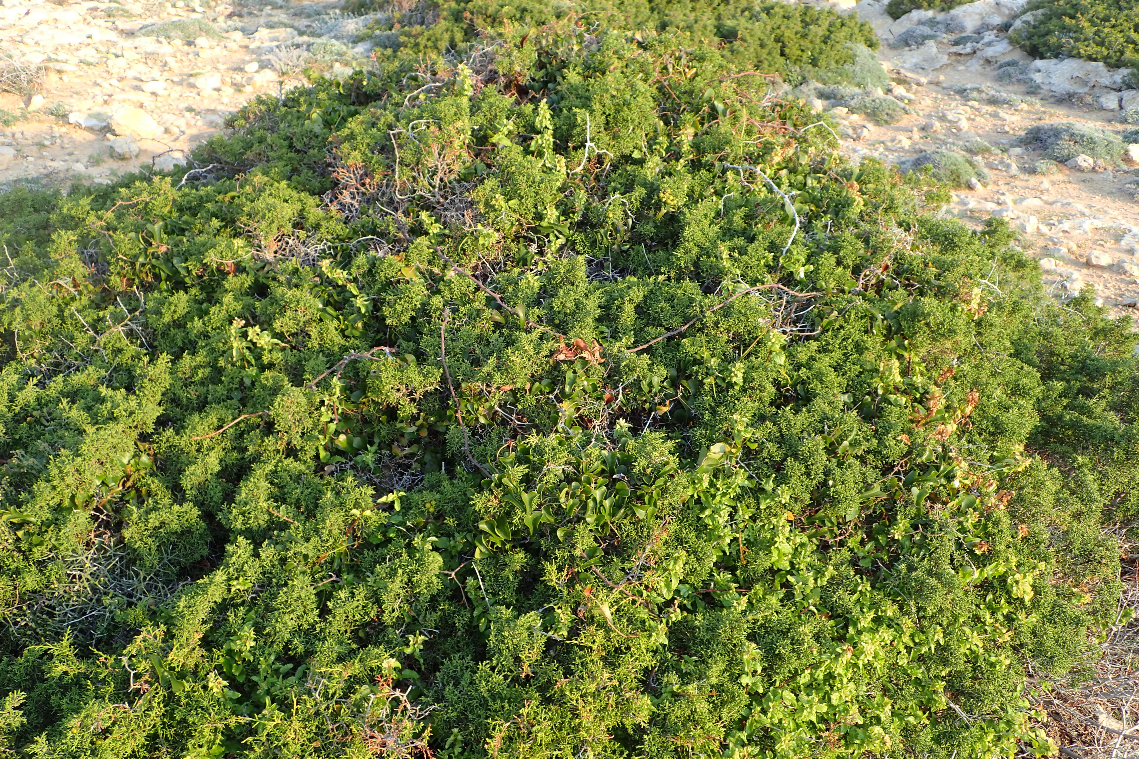 Image of Juniperus phoenicea subsp. turbinata (Guss.) Nyman