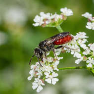 Image of Sphecodes dichrous Smith 1853