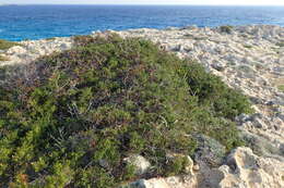 Image of Juniperus phoenicea subsp. turbinata (Guss.) Nyman