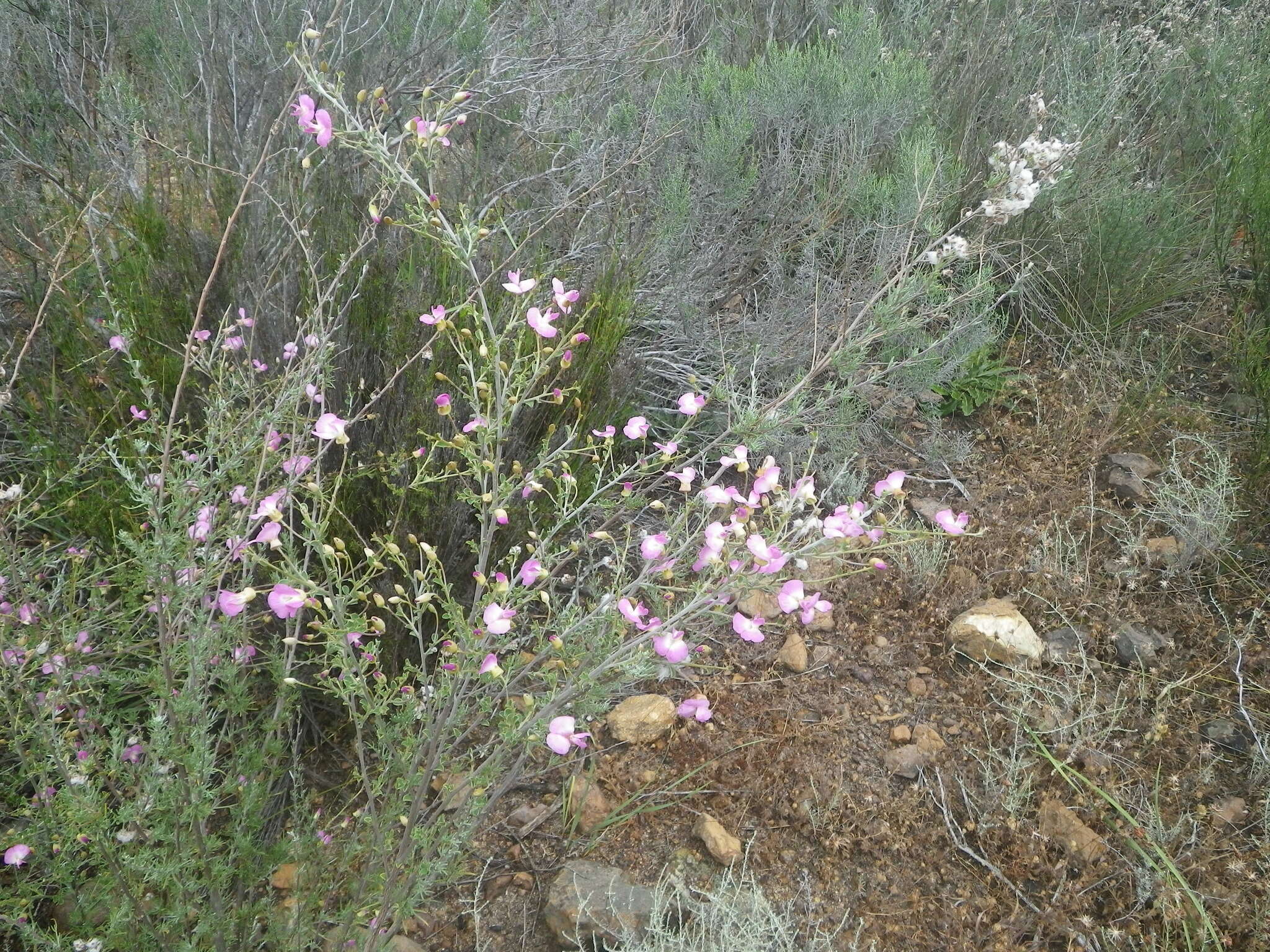 Plancia ëd Podalyria microphylla E. Mey.