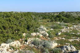 Image of Juniperus phoenicea subsp. turbinata (Guss.) Nyman