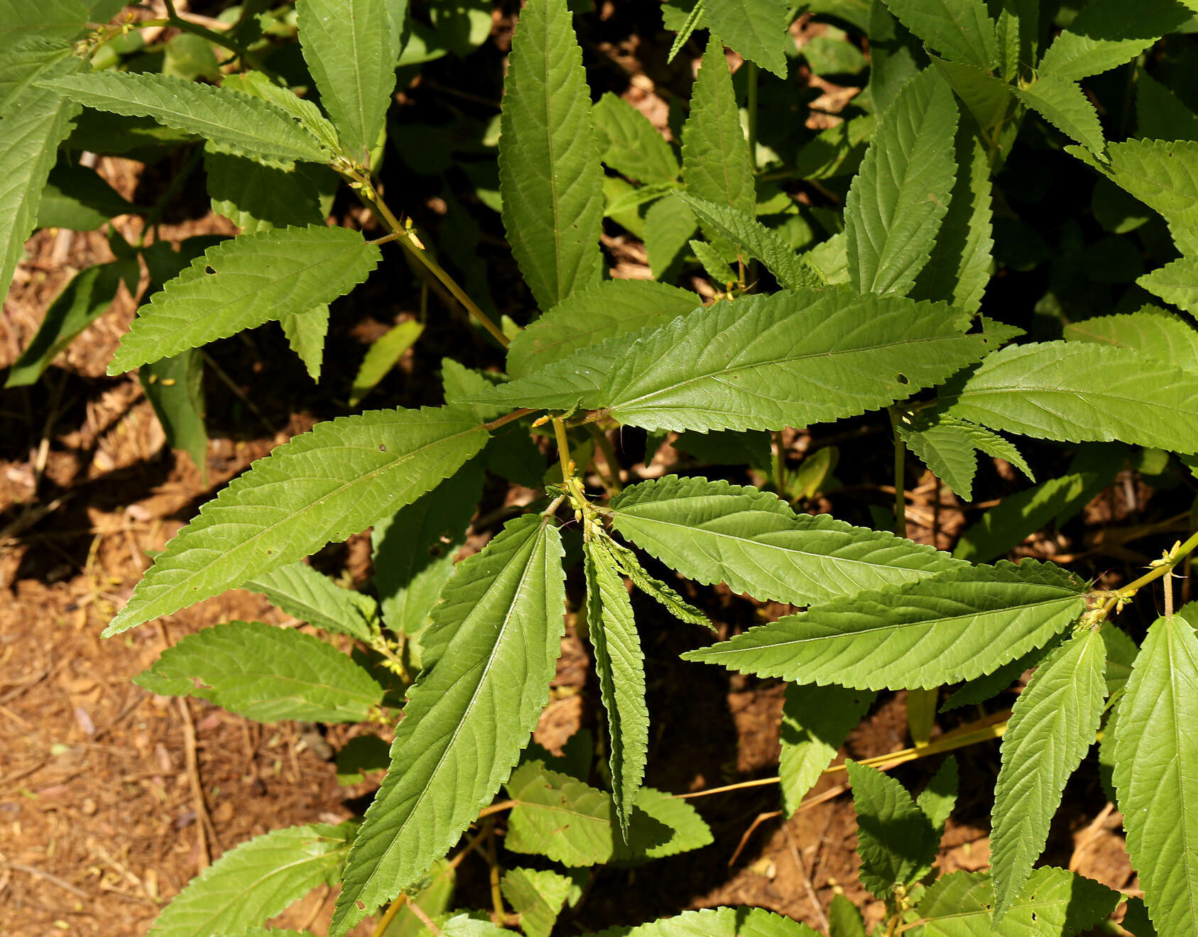 Image of Horn-fruited jute