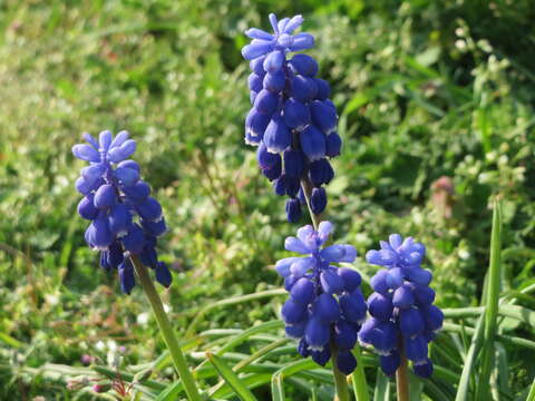 Image of Armenian grape hyacinth