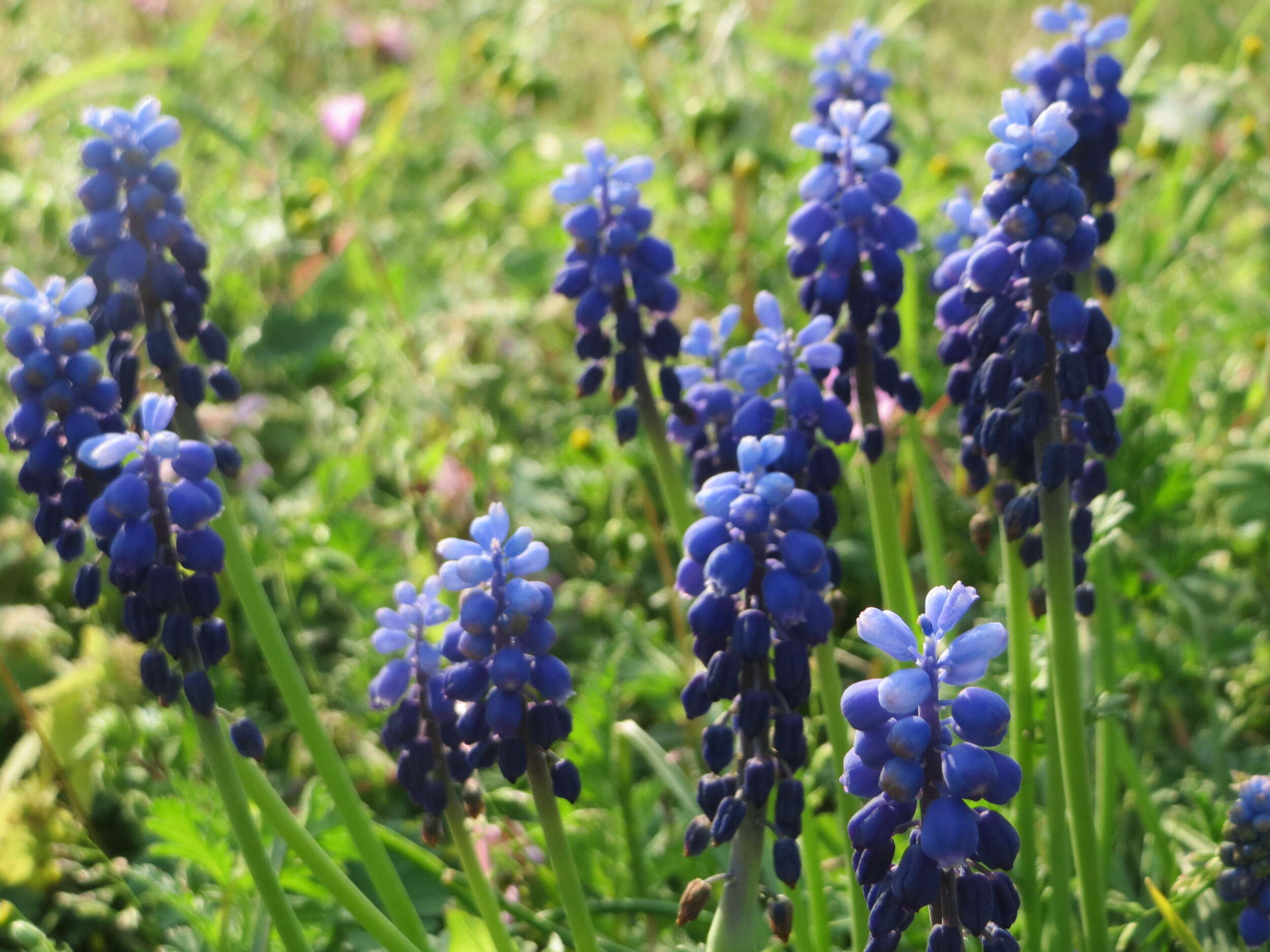 Imagem de Muscari armeniacum H. J. Veitch