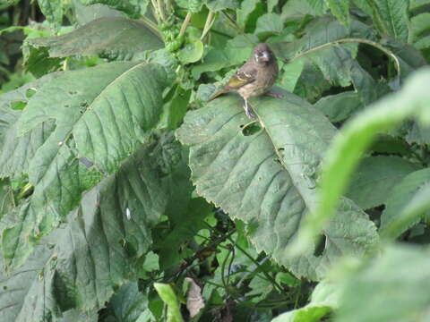 Image of Thick-billed Seedeater