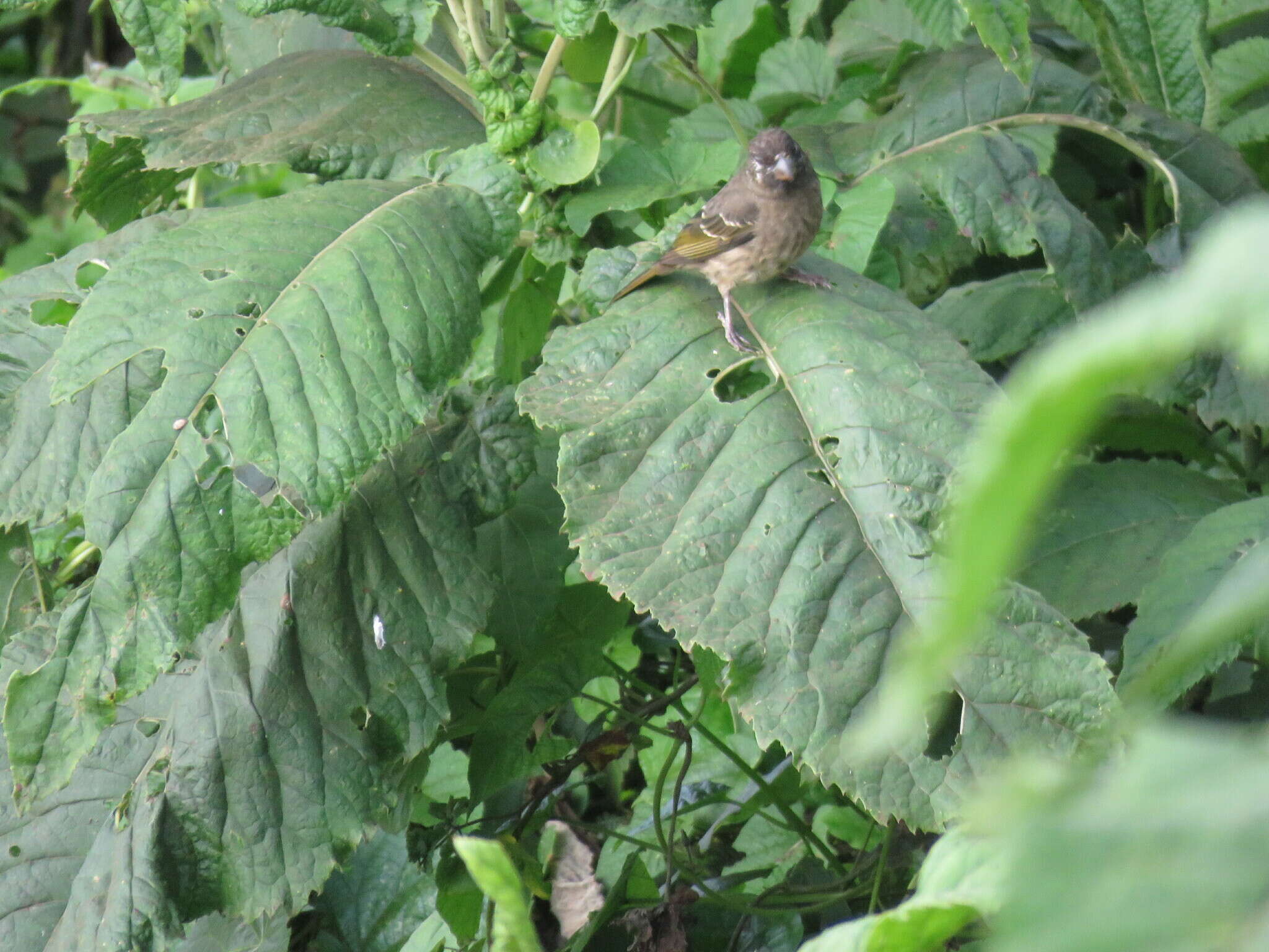 Image of Thick-billed Seedeater