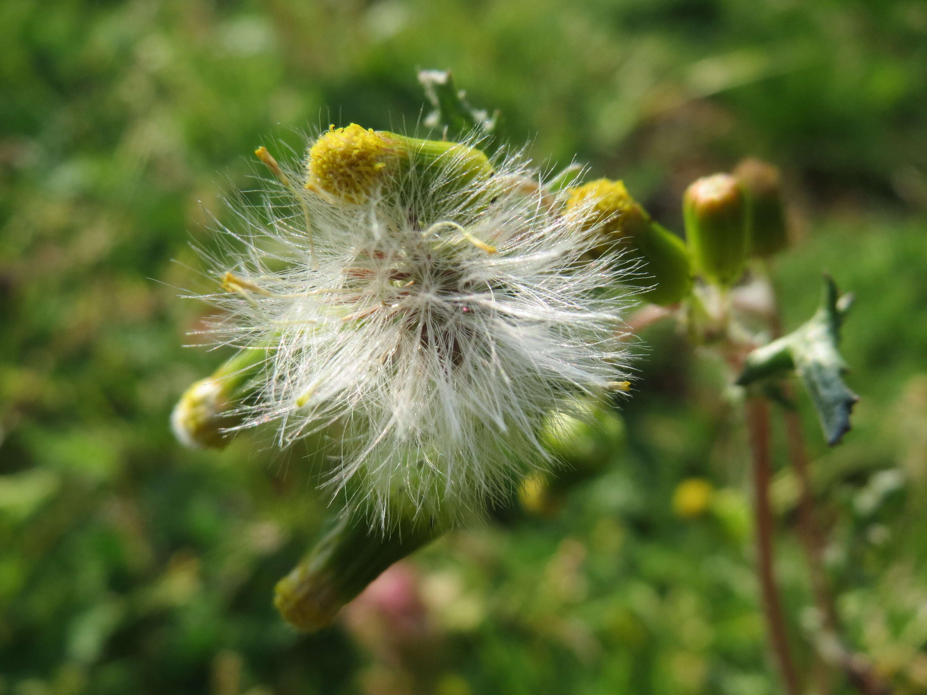 Image of groundsel