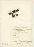 Image of Coleophora vitisella Gregson 1856