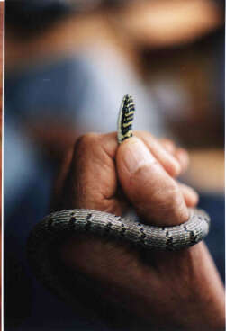 Image of Indian flying snake