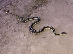 Image of Thamnophis sirtalis dorsalis (Baird & Girard 1853)