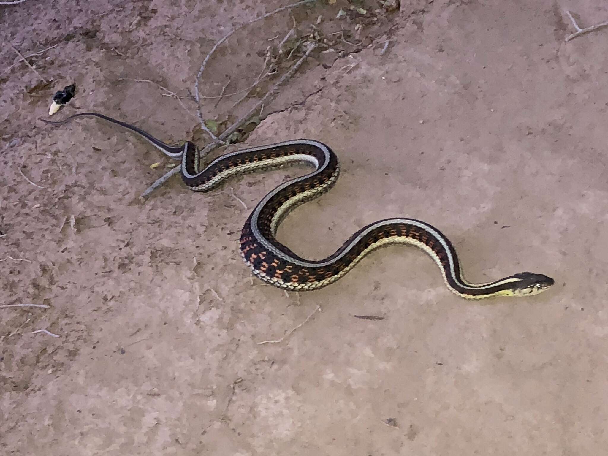 Image of Thamnophis sirtalis dorsalis (Baird & Girard 1853)