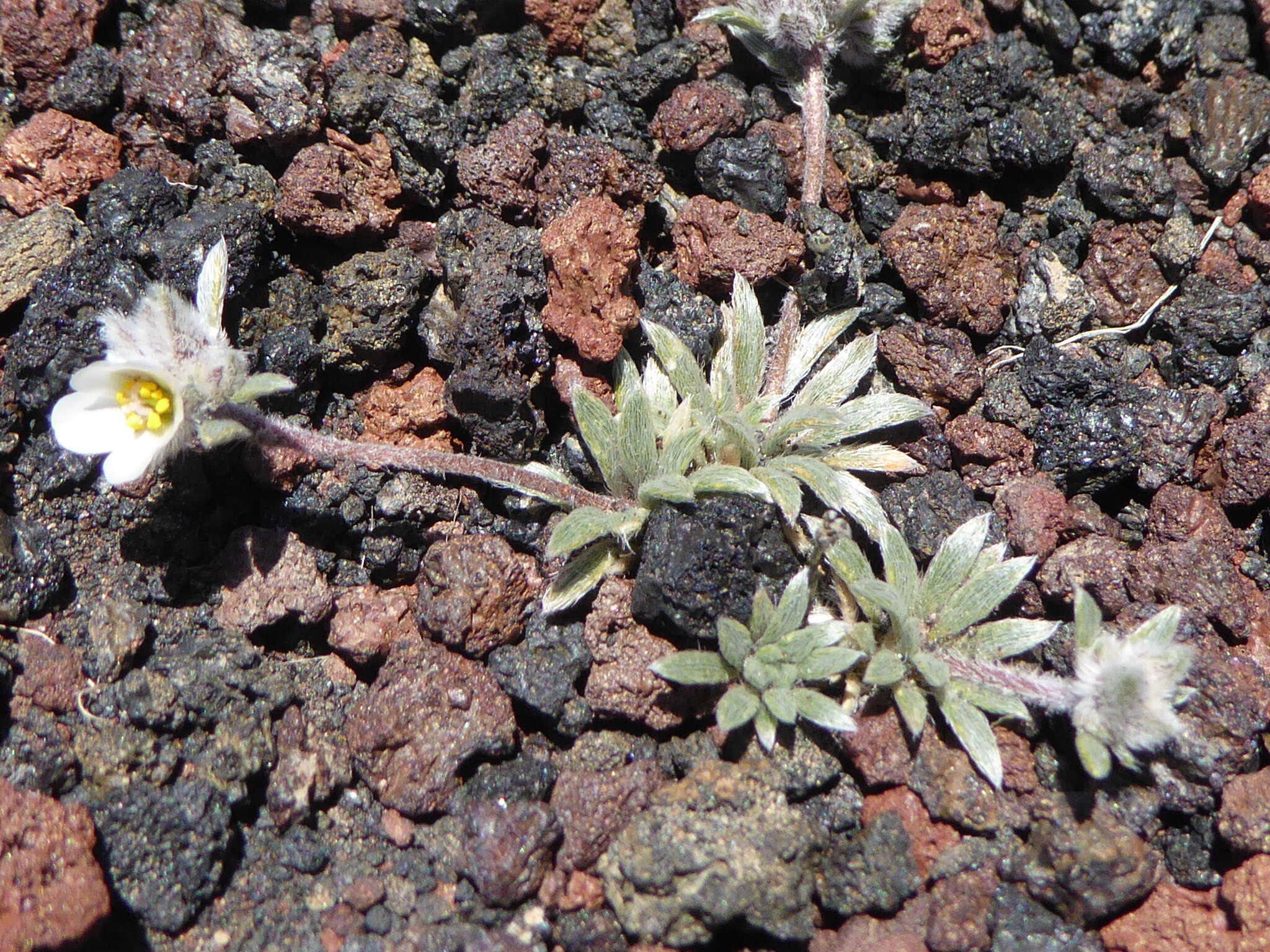 Image of Montiopsis capitata (Hook. & Arn.) D. I. Ford