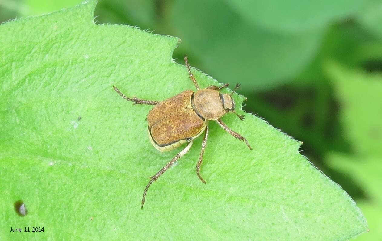 Image of Ectinohoplia rufipes (Motschulsky 1860)